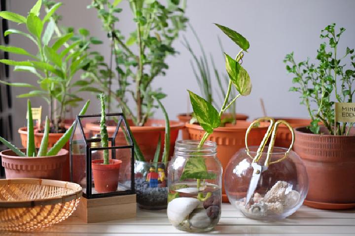 manfaat tanaman hias dalam ruangan